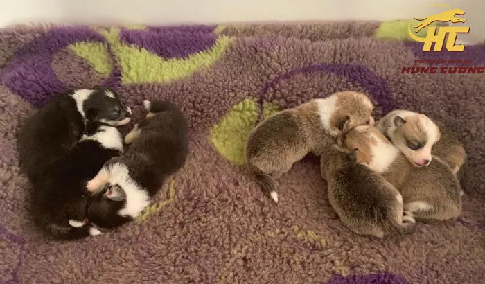 Hình ảnh chó Corgi con đang nằm nghỉ, chuẩn bị bán, với đôi tai to và màu lông đặc trưng