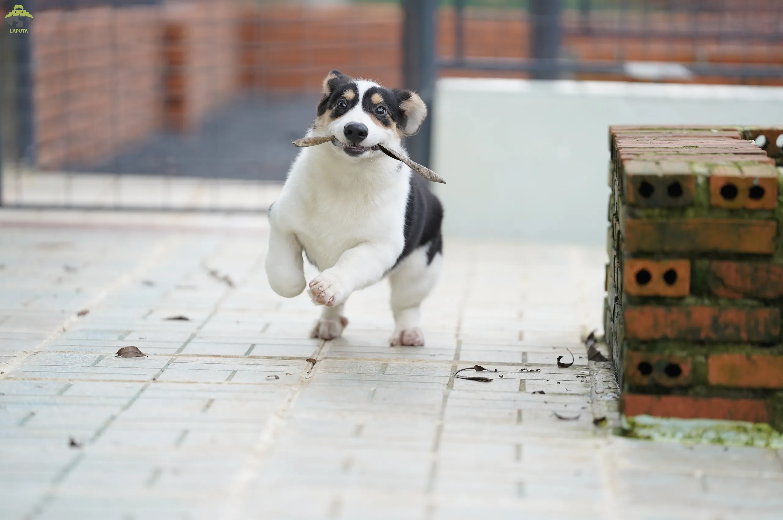 Hình ảnh chó corgi đen thuần chủng với bộ lông bóng mượt