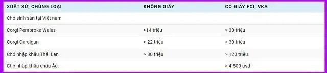 Hình ảnh chó Corgi Pembroke đang tìm kiếm thông tin về giá bán và thị trường mua bán uy tín