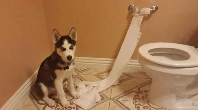 Hình ảnh chó Husky con đang tập đi vệ sinh
