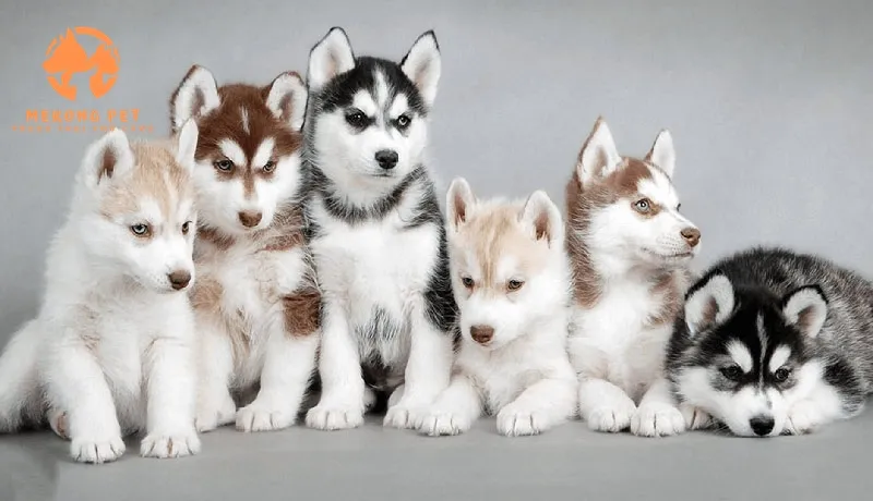 Hình ảnh chó Husky con giống thuần chủng được mua bán tại trại uy tín