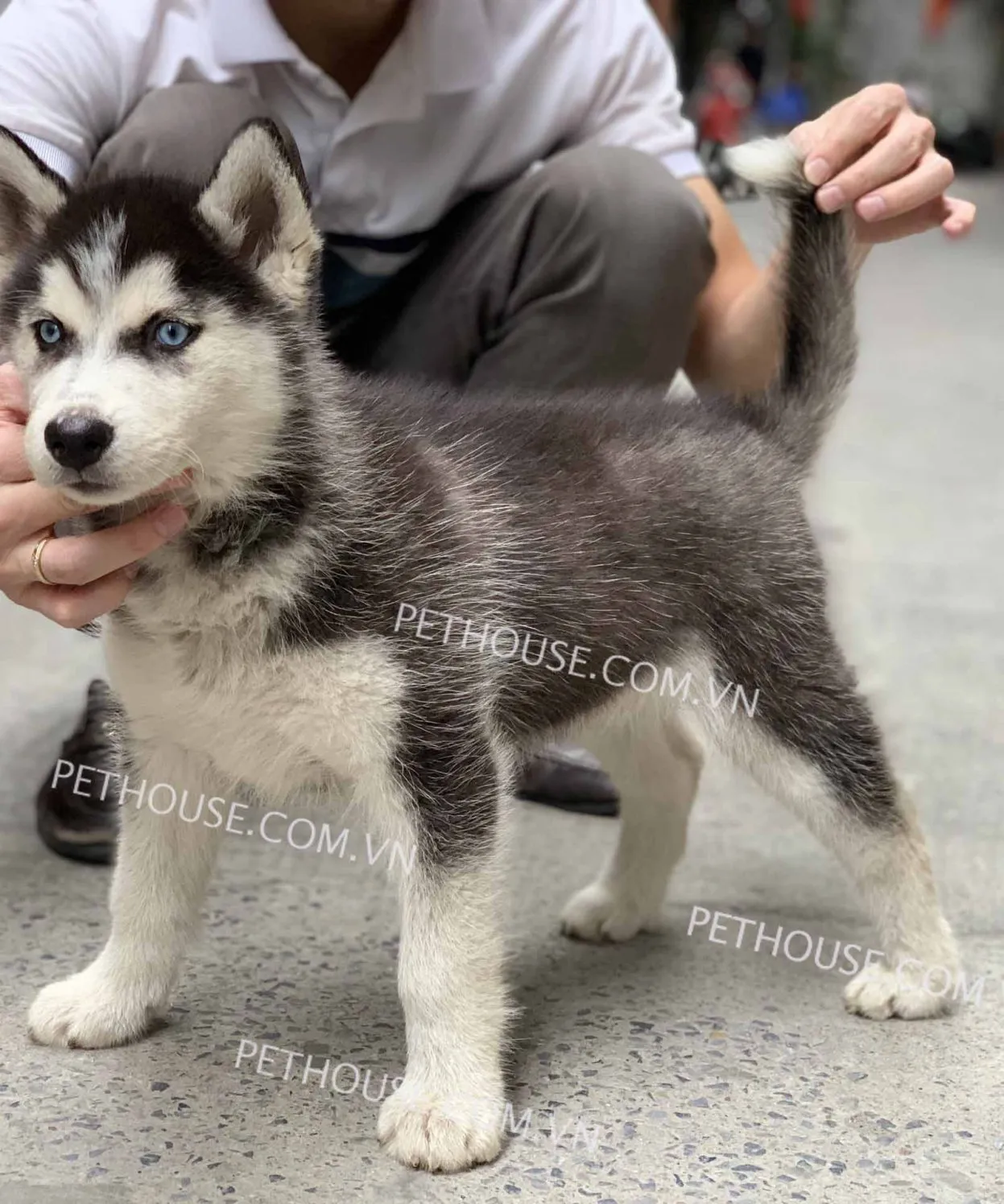 Hình ảnh chó Husky đen trắng tại các trại giống uy tín