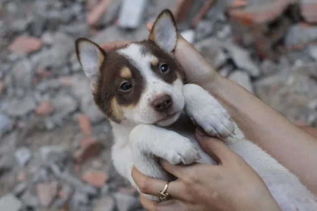 Hình ảnh chó husky lai becgie đáng yêu đang nằm nghỉ ngơi