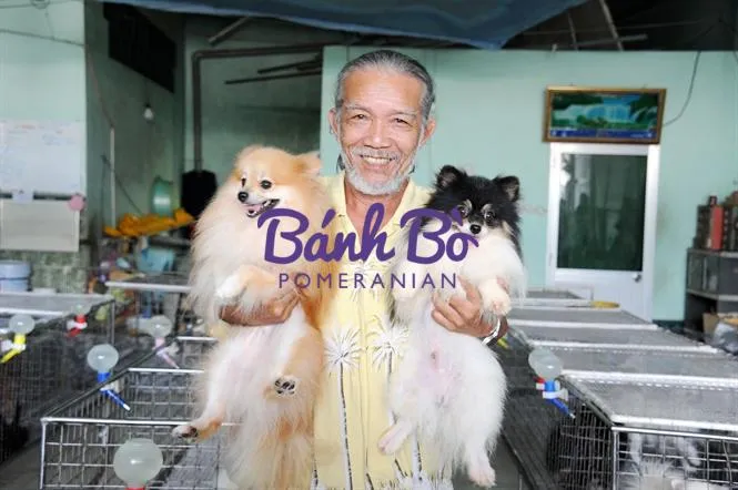 Hình ảnh chó phốc sóc con trong giai đoạn "Puppy Uglies", minh họa cho quá trình thay lông đầu tiên ở độ tuổi 4-6 tháng.