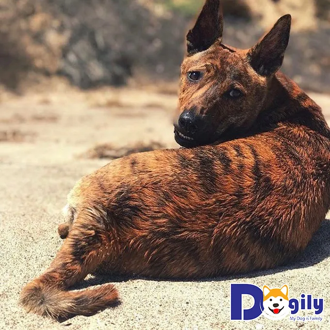 Hình ảnh chó phú quốc con vện cọp có bộ lông rõ nét, thể hiện đặc điểm thuần chủng quý hiếm