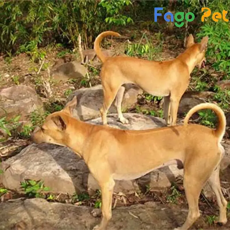 Hình ảnh chó Phú Quốc màu vàng đang chạy nhảy, minh họa nhu cầu vận động cao và cơ bắp săn chắc