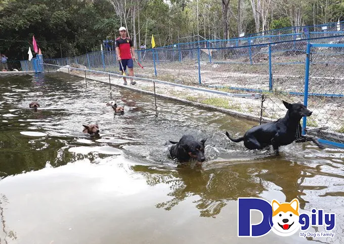 Hình ảnh chó Phú Quốc trưởng thành đang bơi lội, khả năng đặc biệt của giống chó đảo