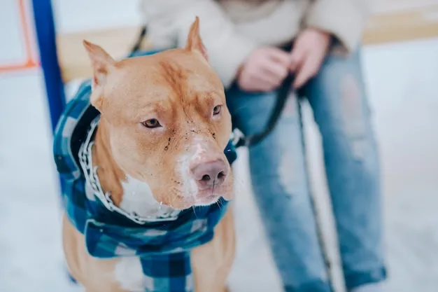 Hình ảnh chó pitbull đang vui chơi trong công viên - Chú chó cơ bắp