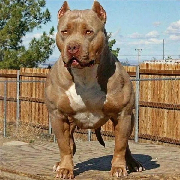Hình ảnh chó pitbull lực lưỡng, cơ bắp cuồn cuộn đang khoe dáng