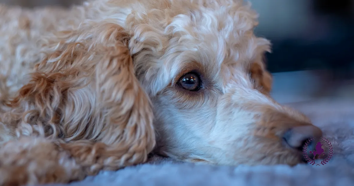 Hình ảnh chó Poodle con uể oải, biểu hiện sốt cao và mệt mỏi là triệu chứng sớm của bệnh parvo ở chó Poodle.