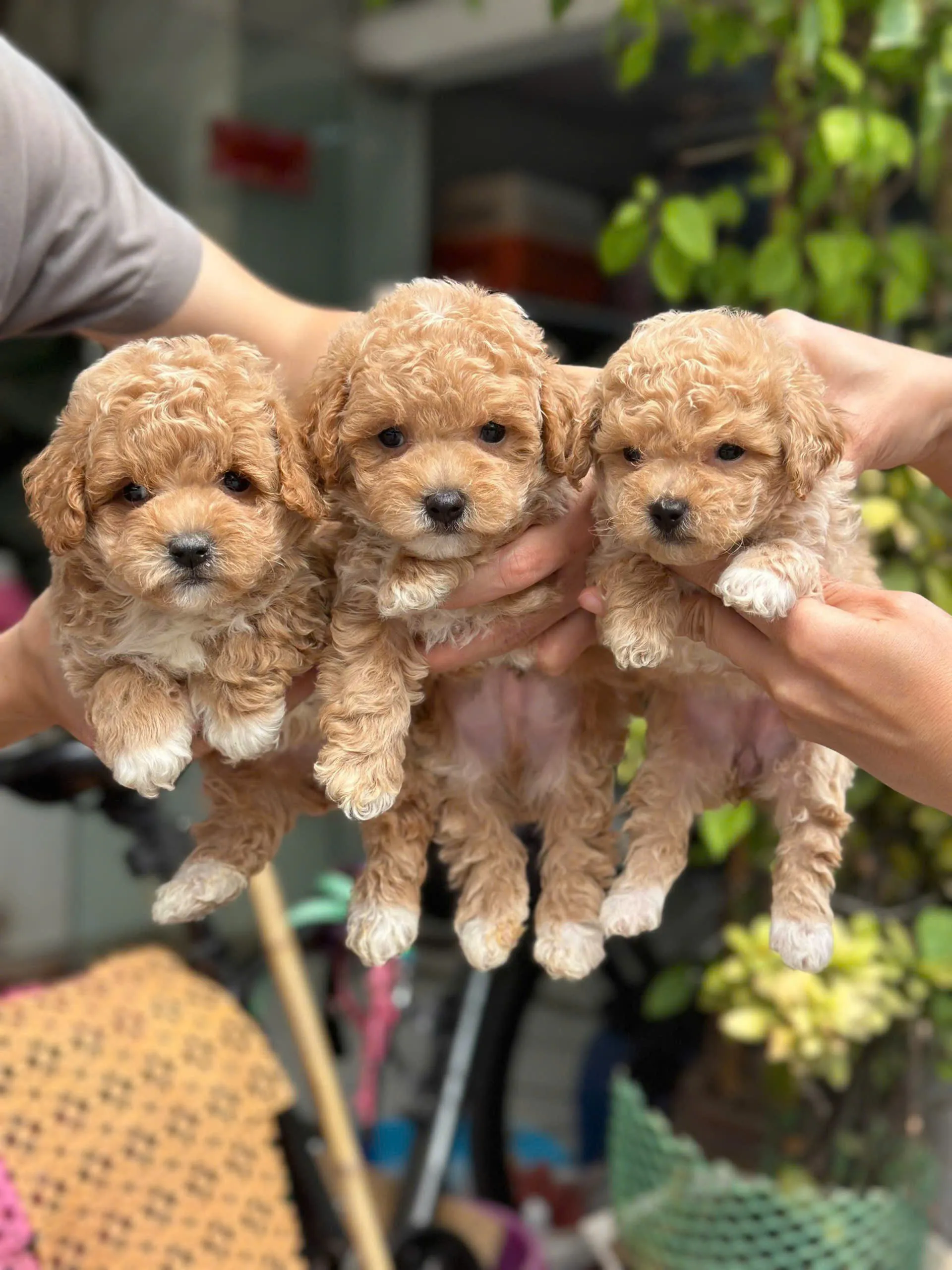 Chó Phốc Nhật Mini: Đặc Điểm, Cách Chăm Sóc Và Giá Bán Chi Tiết Nhất