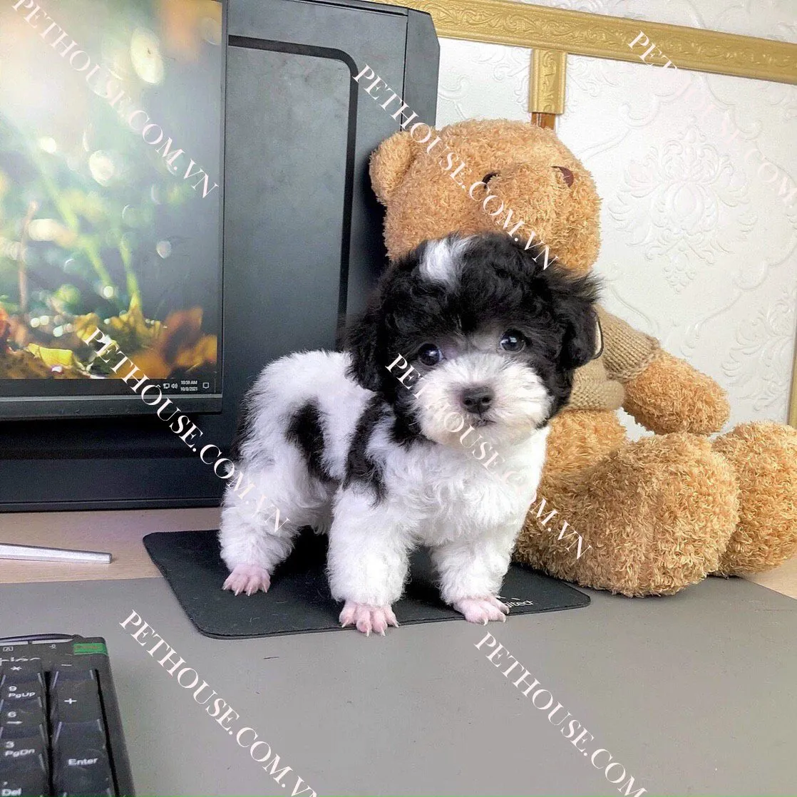 Hình ảnh chó Poodle Tiny màu bò sữa, minh họa kích thước nhỏ nhắn của dòng chó poodle tiny cup.