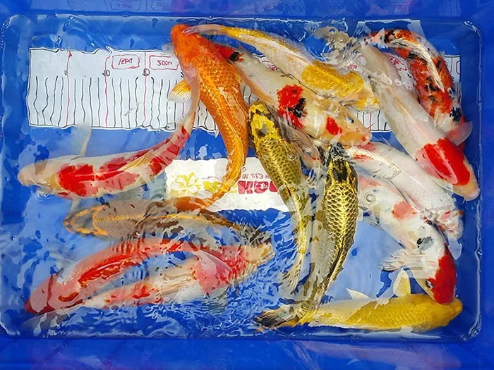 Hình ảnh cho thấy quá trình đánh thuốc sát khuẩn cho cá koi trong một dụng cụ chứa trước khi thả vào bể nuôi chính