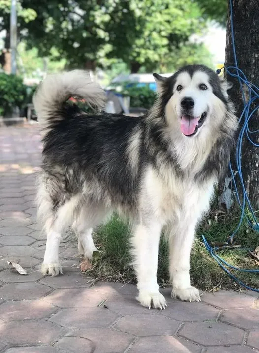 Hình ảnh chú chó Alaska có đuôi cong vút