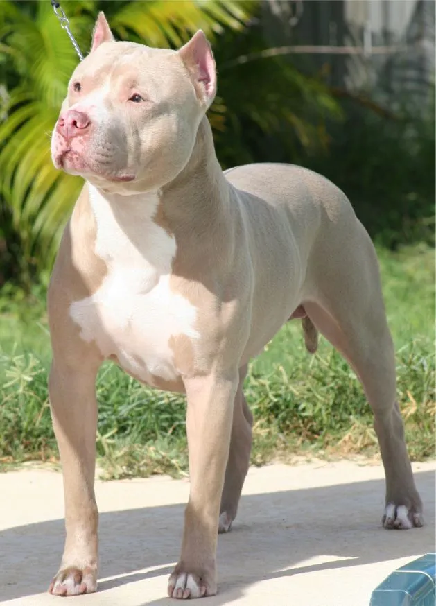 Hình ảnh chú chó Pitbull American Bully to lớn