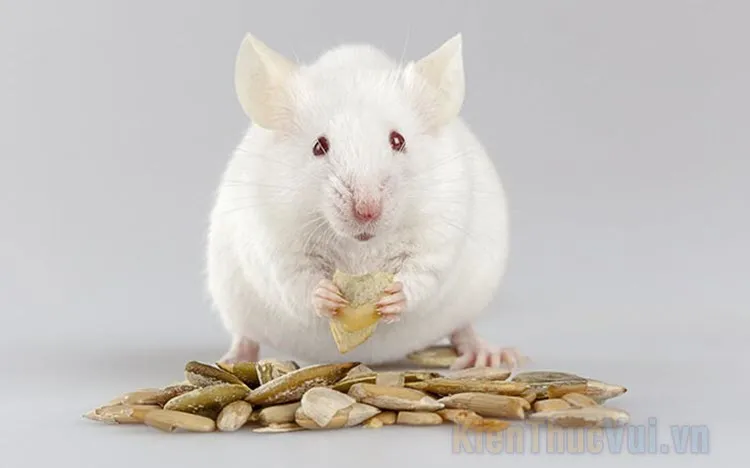 Hình ảnh chuột bạch đang ăn hạt, minh họa chế độ dinh dưỡng cần thiết