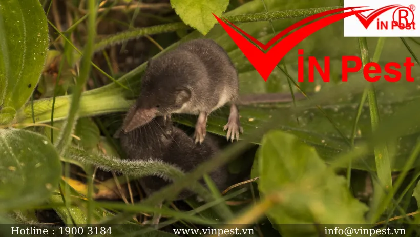 Hình ảnh chuột chù trú ngụ trong hang hốc ẩm ướt, khu dân cư, thể hiện tập tính nơi ở của loài gây hại