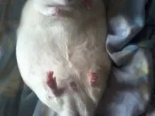 Hình ảnh chuột con sơ sinh nằm cạnh nhau trong tổ ấm