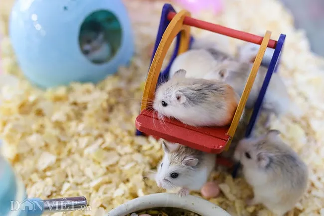 Hình ảnh chuột Hamster đại diện cho may mắn và tài lộc