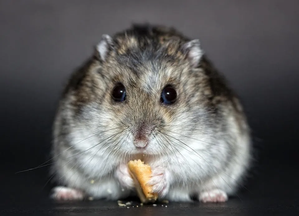 Hình ảnh chuột Hamster đang hoạt động trong lồng