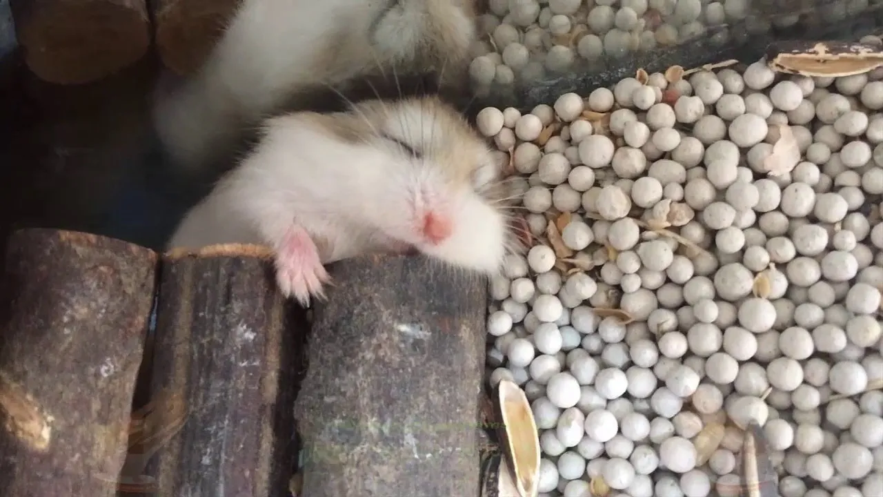 Hình ảnh Chuột Hamster hoạt động về đêm trong lồng nuôi, biểu hiện tập tính kiếm ăn