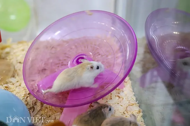 Hình ảnh chuột Hamster nhỏ nhắn, sạch sẽ và dễ thương