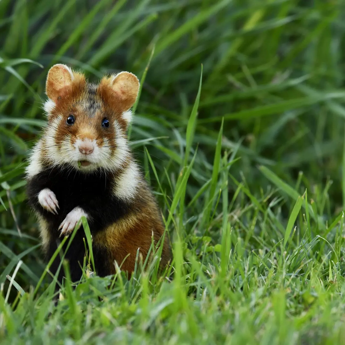 Hình ảnh chuột hamster Winter White dễ thương, hình nền có tính thẩm mỹ cao