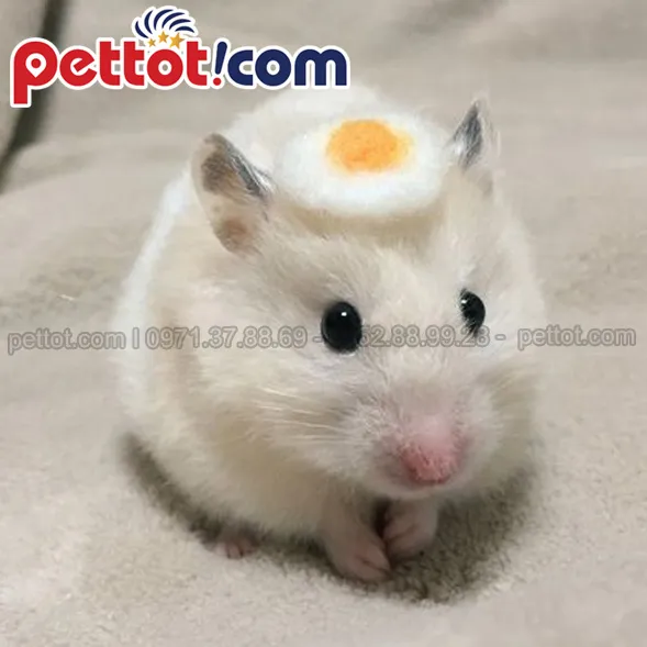 Hình ảnh chuột Hamster Winter White màu trắng với một vệt xám trên lưng đang nằm gọn trong lòng bàn tay, minh họa kích cỡ nhỏ nhắn của chúng
