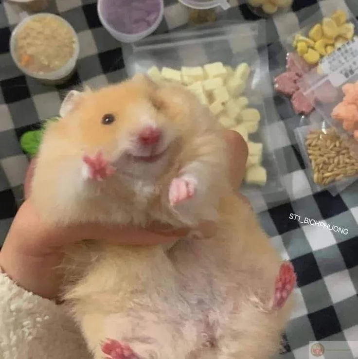 Hình ảnh chuột nhỏ đáng yêu đủ để tạo trend trên internet và mạng xã hội