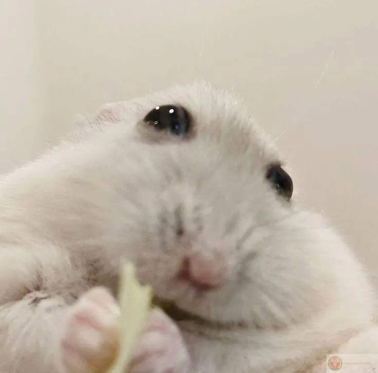 Hình ảnh chuột nhỏ đáng yêu luôn khiến người xem cảm thấy thích thú