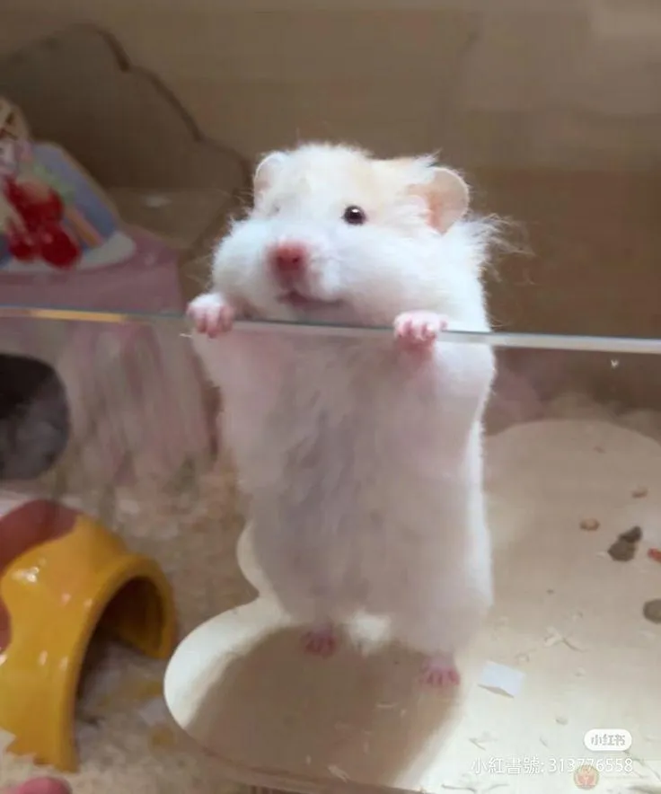 Hình ảnh chuột nhỏ trở thành ngôi sao trong giới chế ảnh