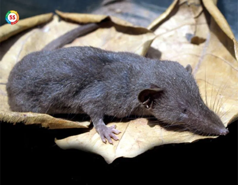 Hình ảnh chuột tìm kiếm nguồn thức ăn hấp dẫn trong khu vực bếp