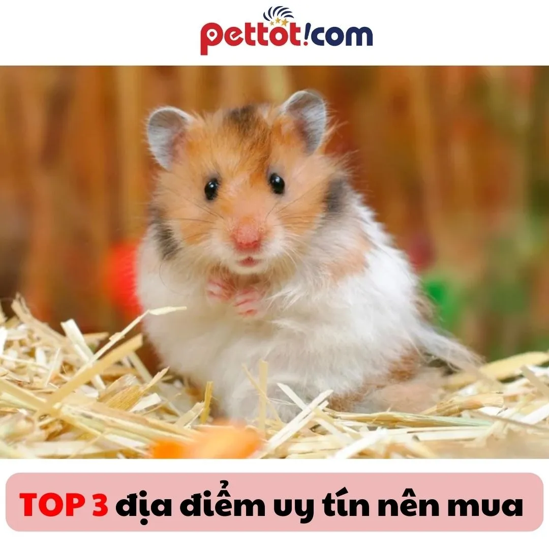 Hình ảnh đóng gói chuồng và phụ kiện Hamster cẩn thận, chuẩn bị cho quá trình vận chuyển và giao hàng tận nơi.