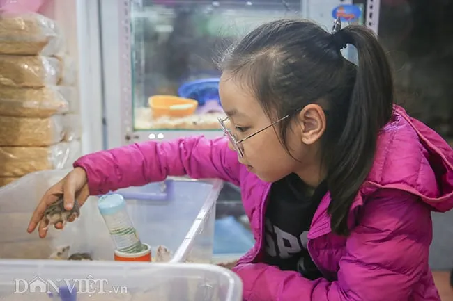 Hình ảnh em nhỏ tương tác và vuốt ve chuột Hamster nhỏ xinh