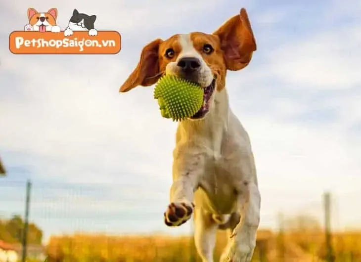 Hình ảnh giống chó nhỏ ít vận động thích nghi tốt với cuộc sống chung cư