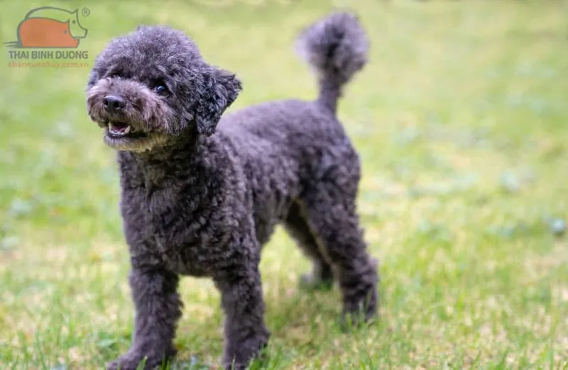 Hình ảnh giống Poodle đen lai với màu lông tuyền