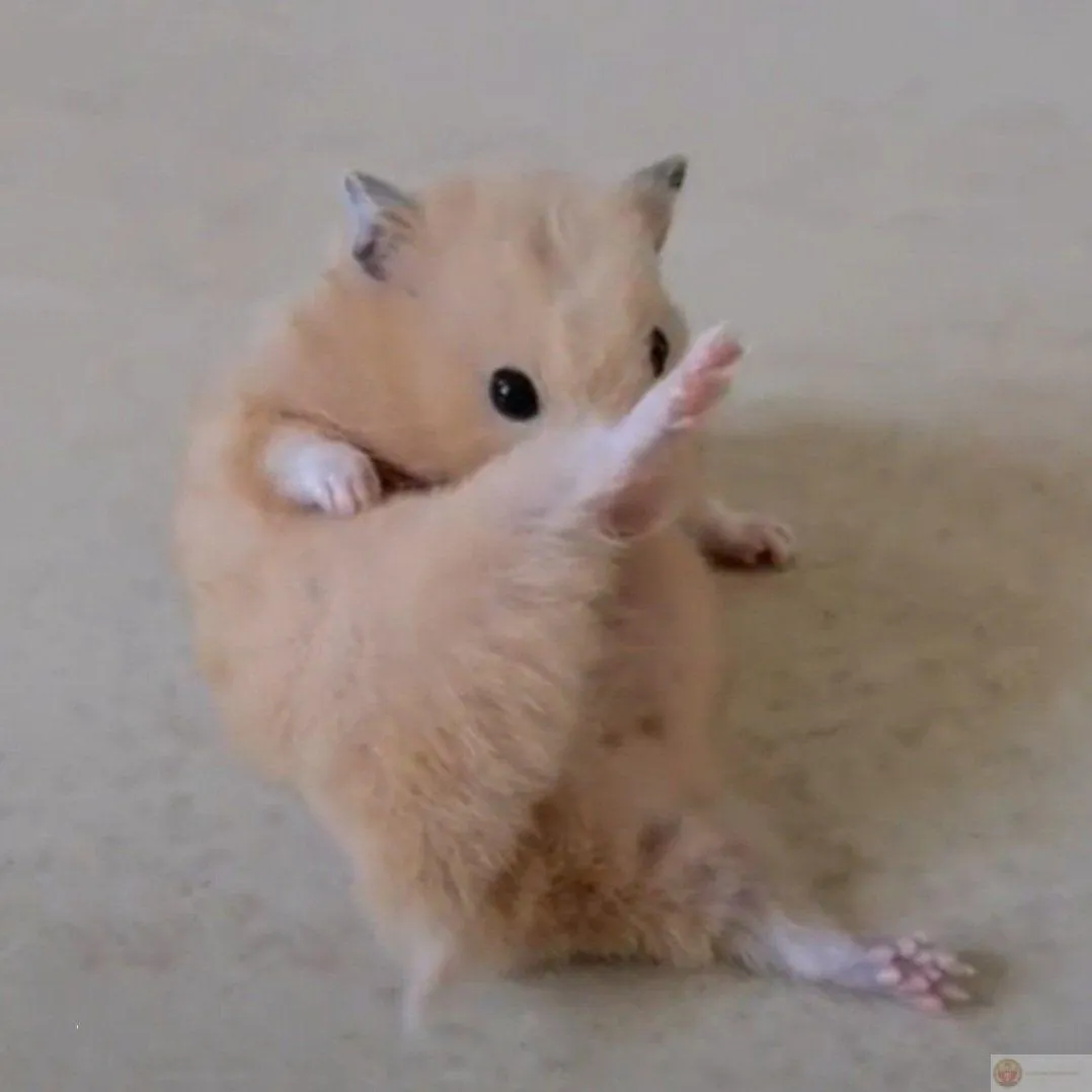 Hình ảnh hài hước từ hamster đủ khiến cả nhóm cười ngả nghiêng