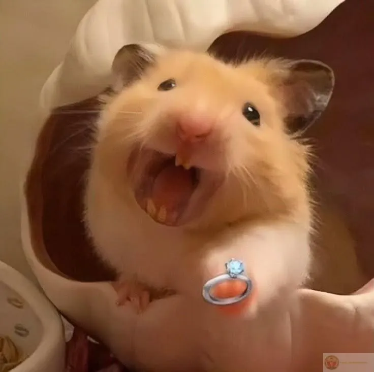 Hình ảnh hamster cute giúp các cuộc trò chuyện trở nên nhộn nhịp