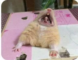 Hình ảnh hamster đáng yêu khiến người xem cảm thấy thư giãn hơn