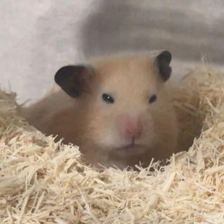 Hình ảnh hamster đáng yêu luôn chiếm trọn tình cảm từ cộng đồng fan