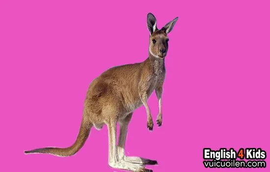 Hình ảnh kangaroo đang nhảy (hopping), thể hiện các hành động và cụm từ ngữ pháp liên quan đến chuột túi tiếng Anh.