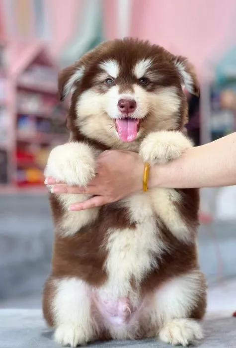 Hình ảnh logo và thương hiệu Mật Pet Family, thể hiện sự chuyên nghiệp trong ngành thú cưng