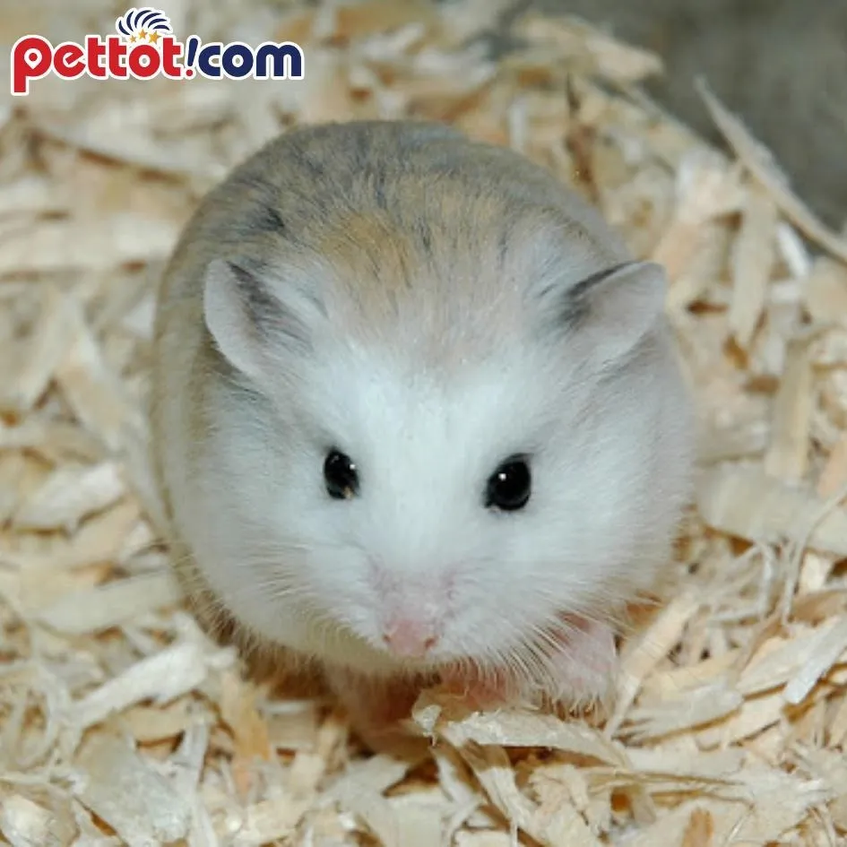 Hình ảnh lồng nuôi hamster được đặt trong môi trường yên tĩnh, tránh xa các nguồn gây tiếng ồn, thể hiện việc tránh gây stress cho chuột hamster