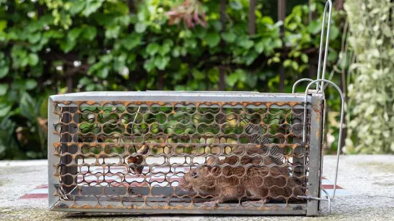 Hình ảnh lồng sắt bẫy chuột có mồi nhử bên trong