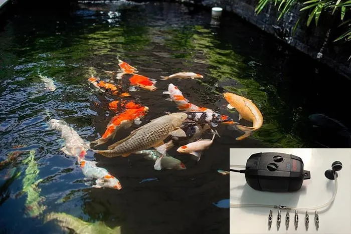 Hình ảnh máy sục khí oxy đang hoạt động trong hồ cá koi để tăng cường hàm lượng oxy, đặc biệt quan trọng khi trời mưa