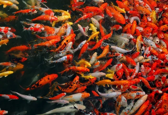 Hình ảnh minh họa hồ cá koi được nuôi với mật độ quá dày đặc, điều này không nên xảy ra