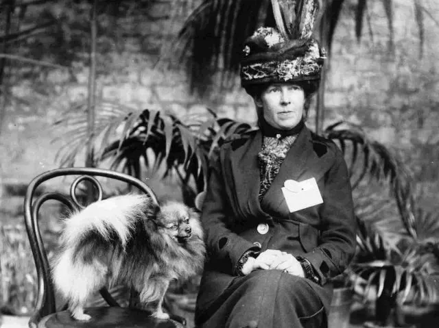 Hình ảnh minh họa Phốc Sóc thời kỳ ban đầu, giống chó yêu thích của Nữ hoàng Victoria