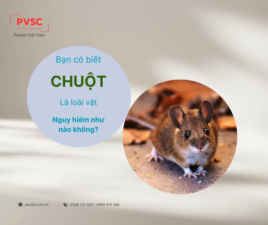 Hình ảnh minh họa tại sao chuột lại cắn phá đồ đạc trong nhà vì nhu cầu mài mòn răng cửa