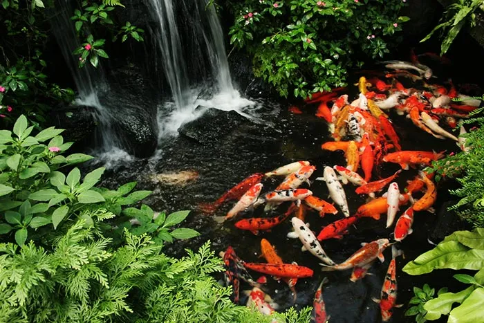 Hình ảnh minh họa tập tính sinh hoạt của cá koi trong hồ, giúp người nuôi hiểu rõ hơn về nhu cầu của chúng