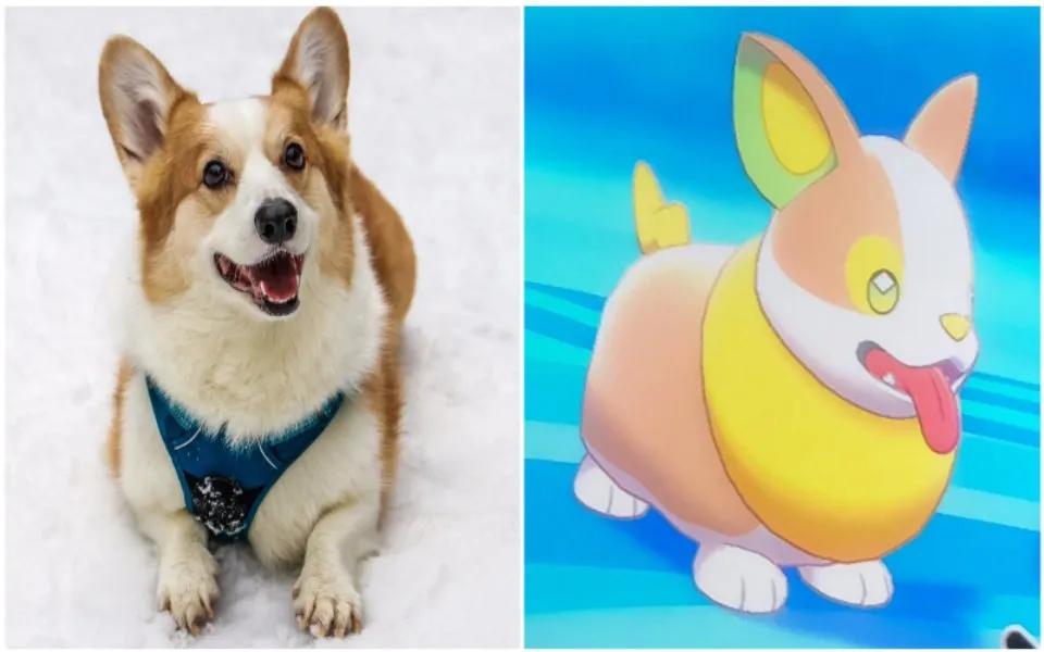 Hình ảnh minh họa về chó Corgi nhỏ nhắn, đôi chân ngắn đặc trưng.